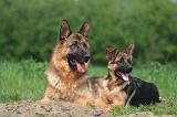 BERGER ALLEMAND 1420